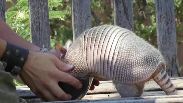 335. 你知道世界上最硬的动物都有哪些吗，第一名可能超乎你的想象。