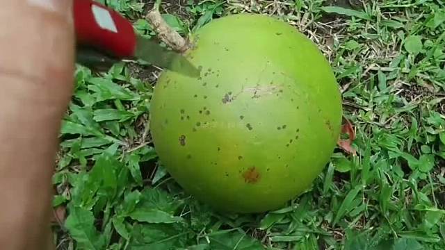 337. 世界上最危险的树，果实成熟以后就会发生自爆。