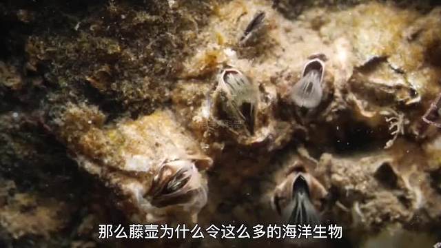 340. 海洋里最可怕的寄生动物，不少海洋生物都饱受他的摧残，来自地狱的藤壶究竟有多可怕？