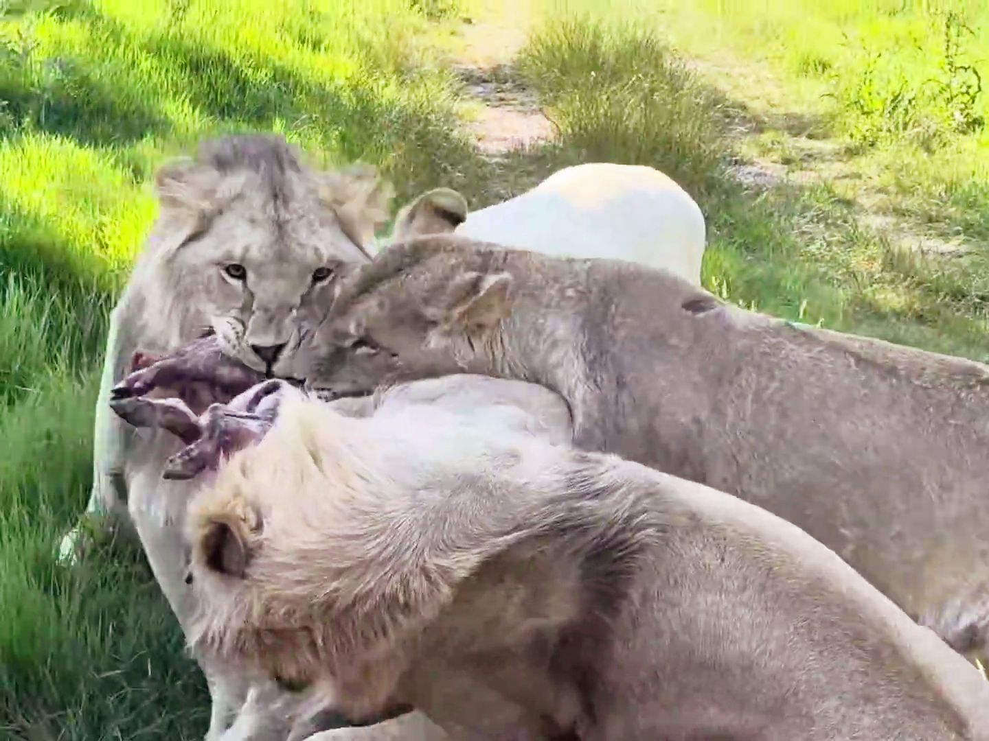 年轻狮子：谁都别想靠近我的肉肉，爹例外！