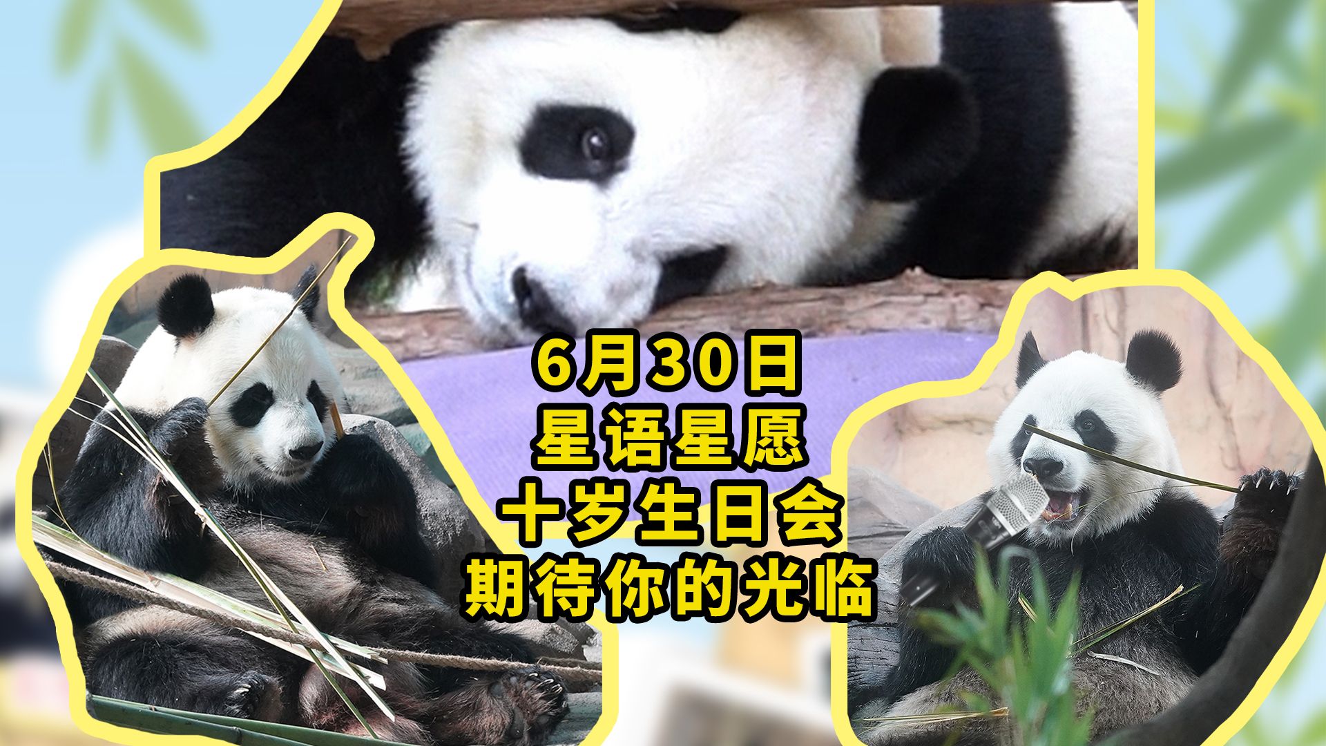 大熊猫星语星愿十岁生日会，期待你的光临噢~