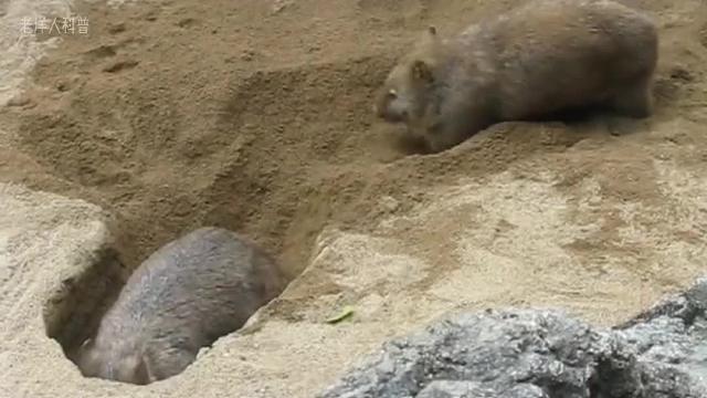 347. 拥有铜墙铁屁的澳洲袋熊，屁股不仅可以卖萌，还可以打架。