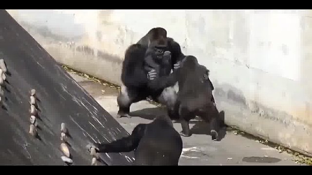 484. 老铁们 这是我小号 @ @Z小子 搞笑配音（铁粉交流） 两个号同时更新不同作品