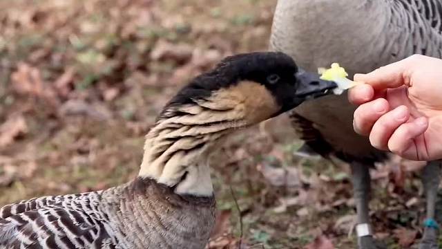 348. 嘴巴最恐怖的五种生物，一张嘴说不定真能吓哭你。