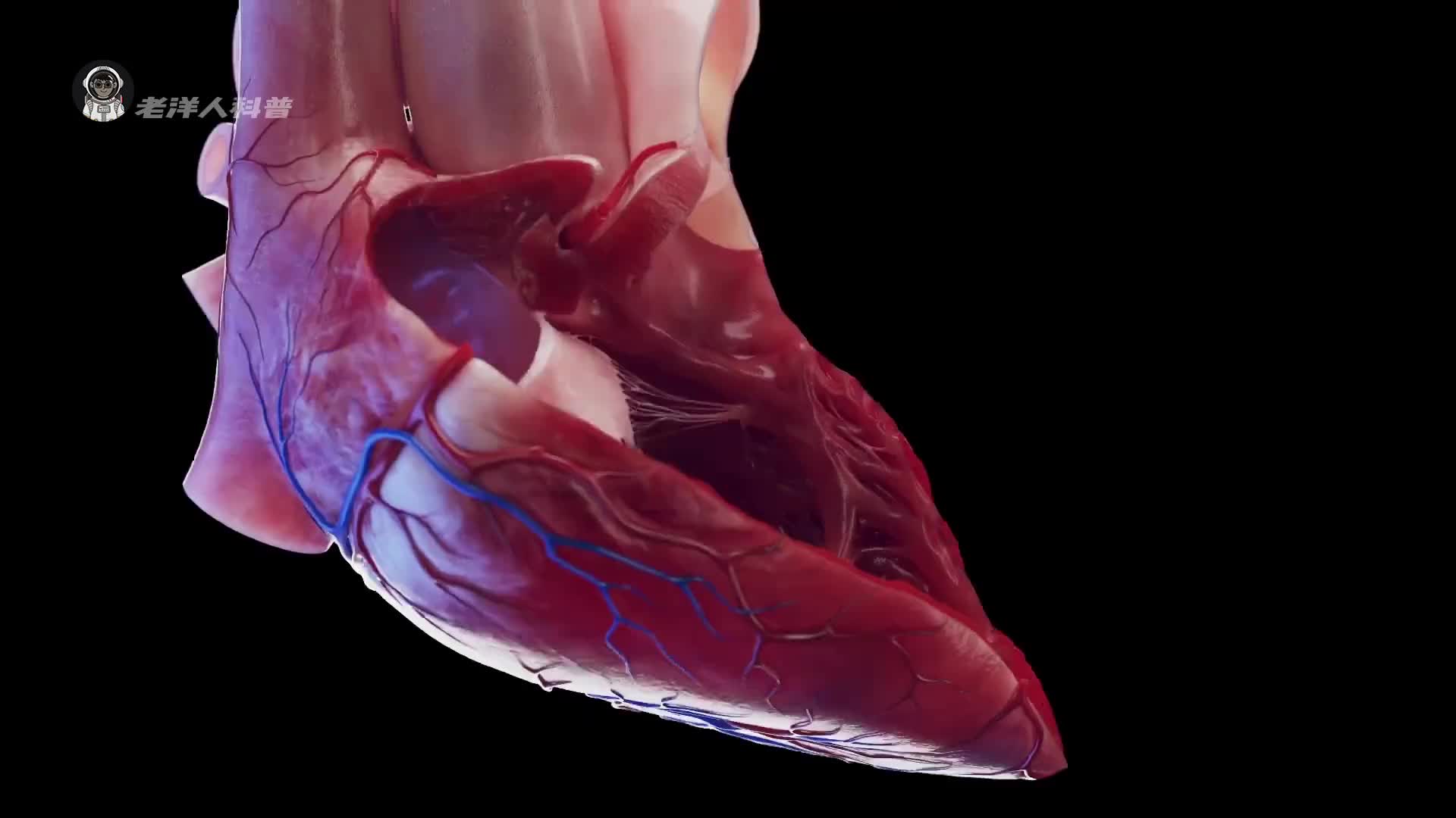 35. 最勤奋的器官，身体里的“超级发动机”