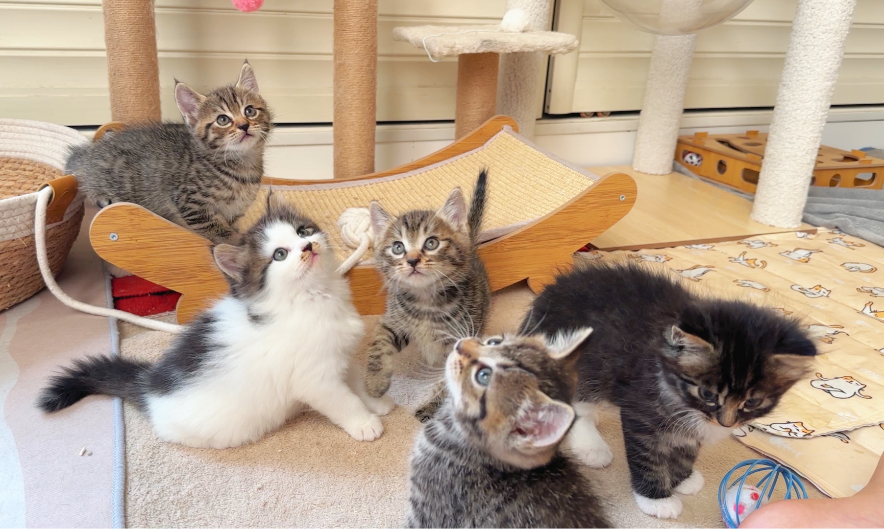 欢迎来到猫猫幼儿园小班