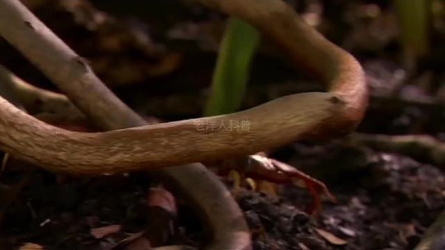 357. 地表最毒的五种生物都有哪些？尤其是第一种，可以说是杀人于无形