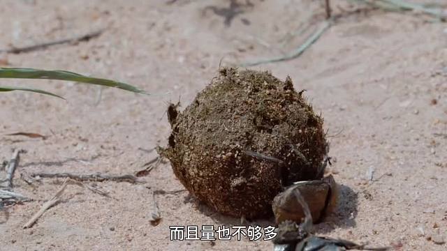 358. 屎壳郎会推自己的屎吗？寄生虫会被寄生虫寄生吗？用电鳗的电去电电鳗，电鳗会被电死吗？