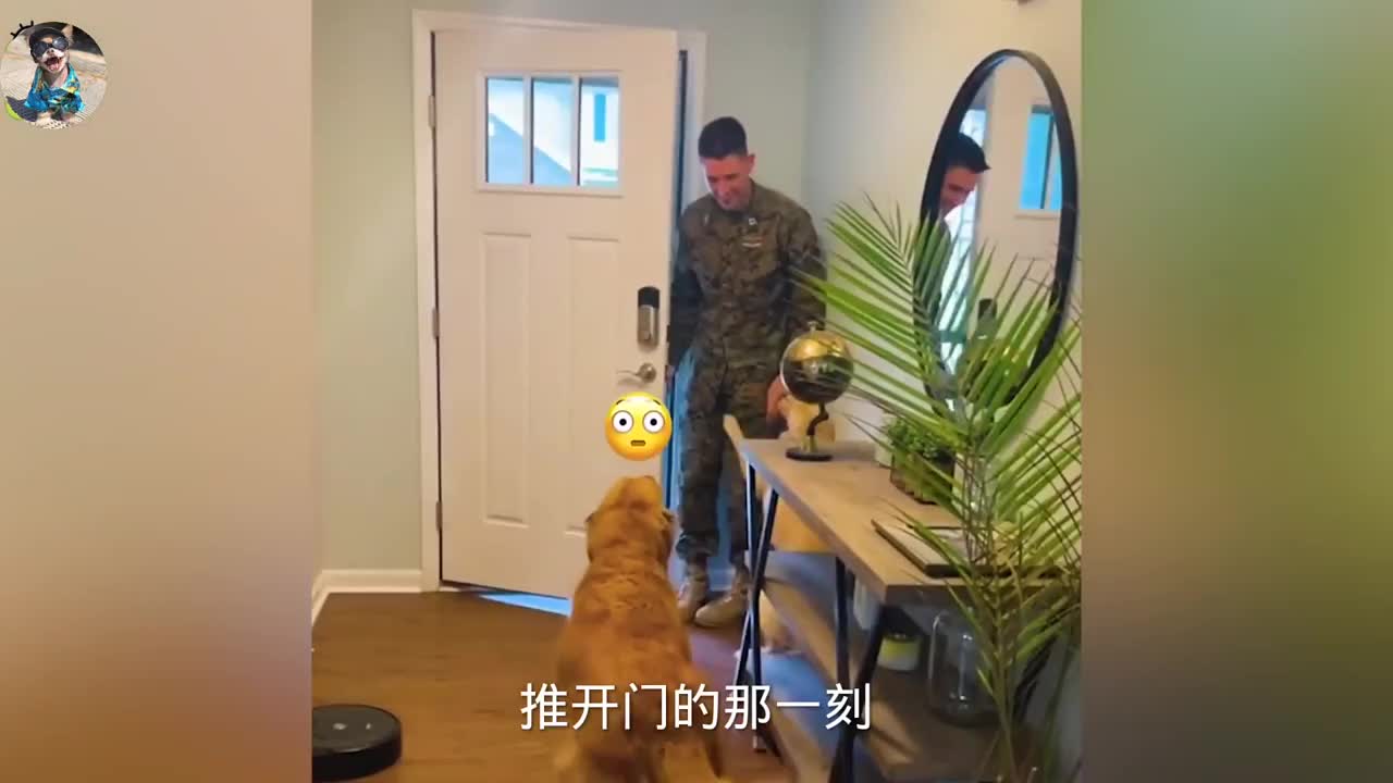 原来人与狗狗的感情是那么的真实。