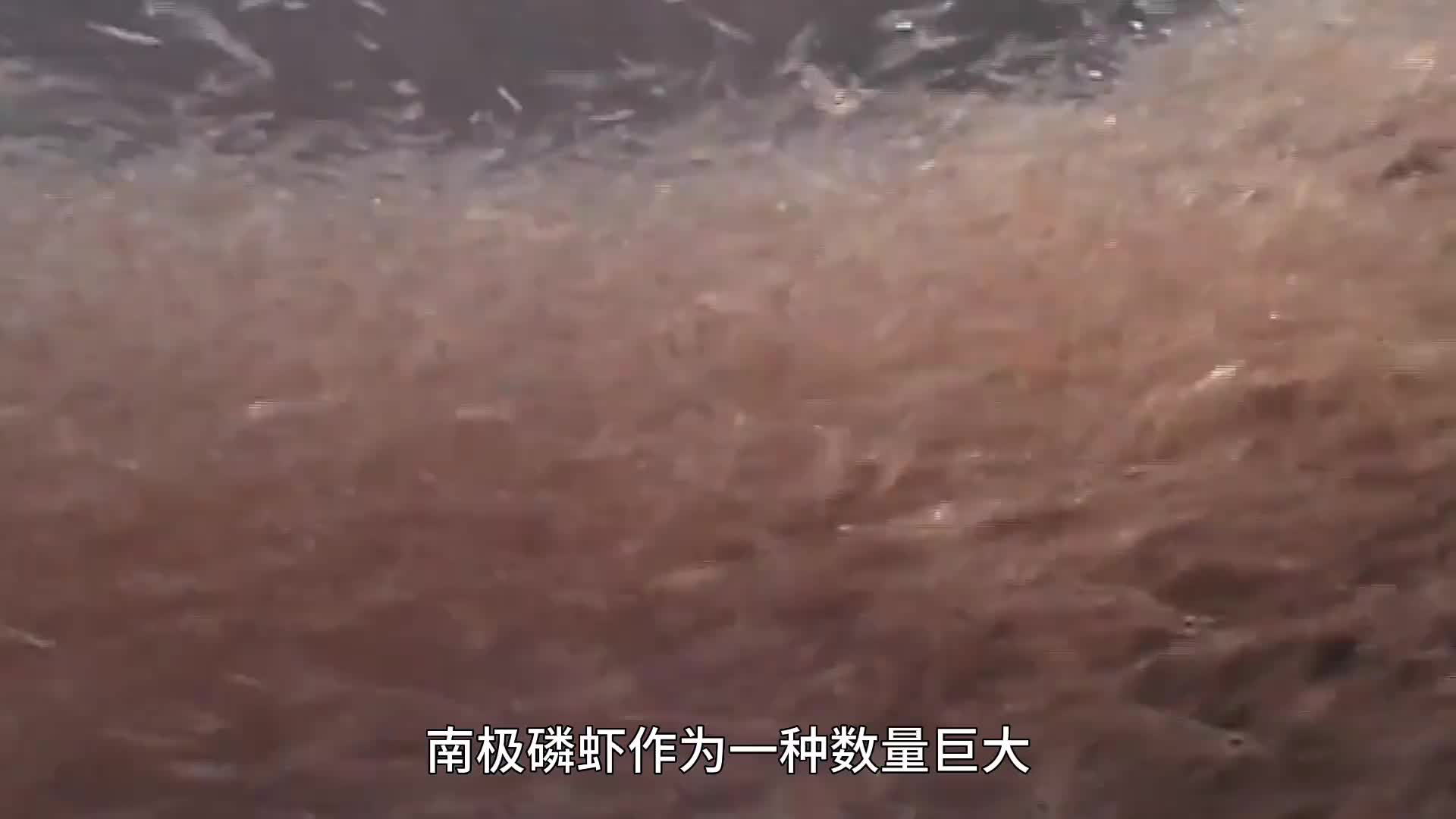 36. 南极磷虾为什么被称为“海上粮仓”？