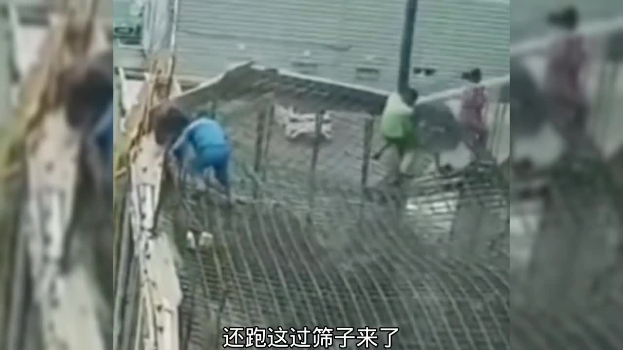 这场面太少见了，毕竟鲸鱼没几条了，看一回少一回