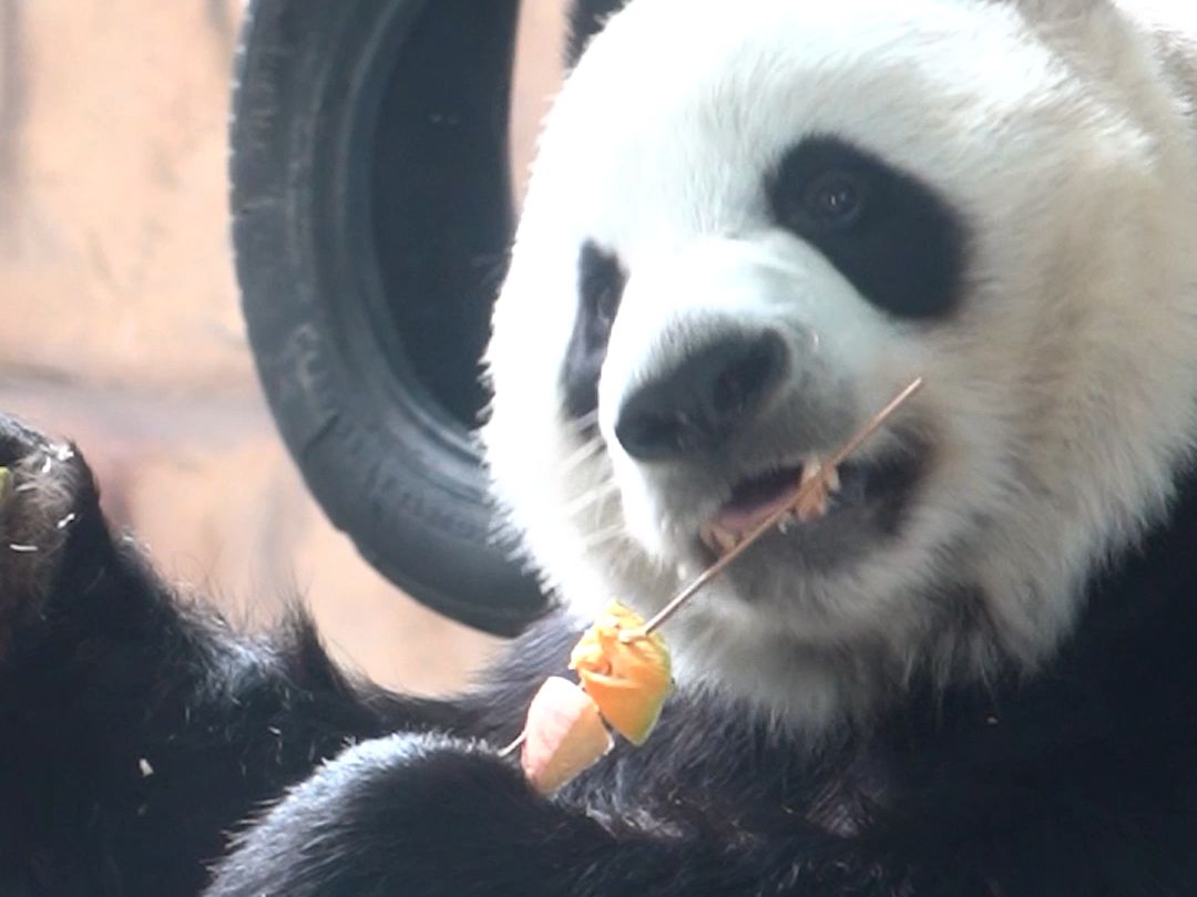 脑子：笨嘴你倒是快吃呀！！！