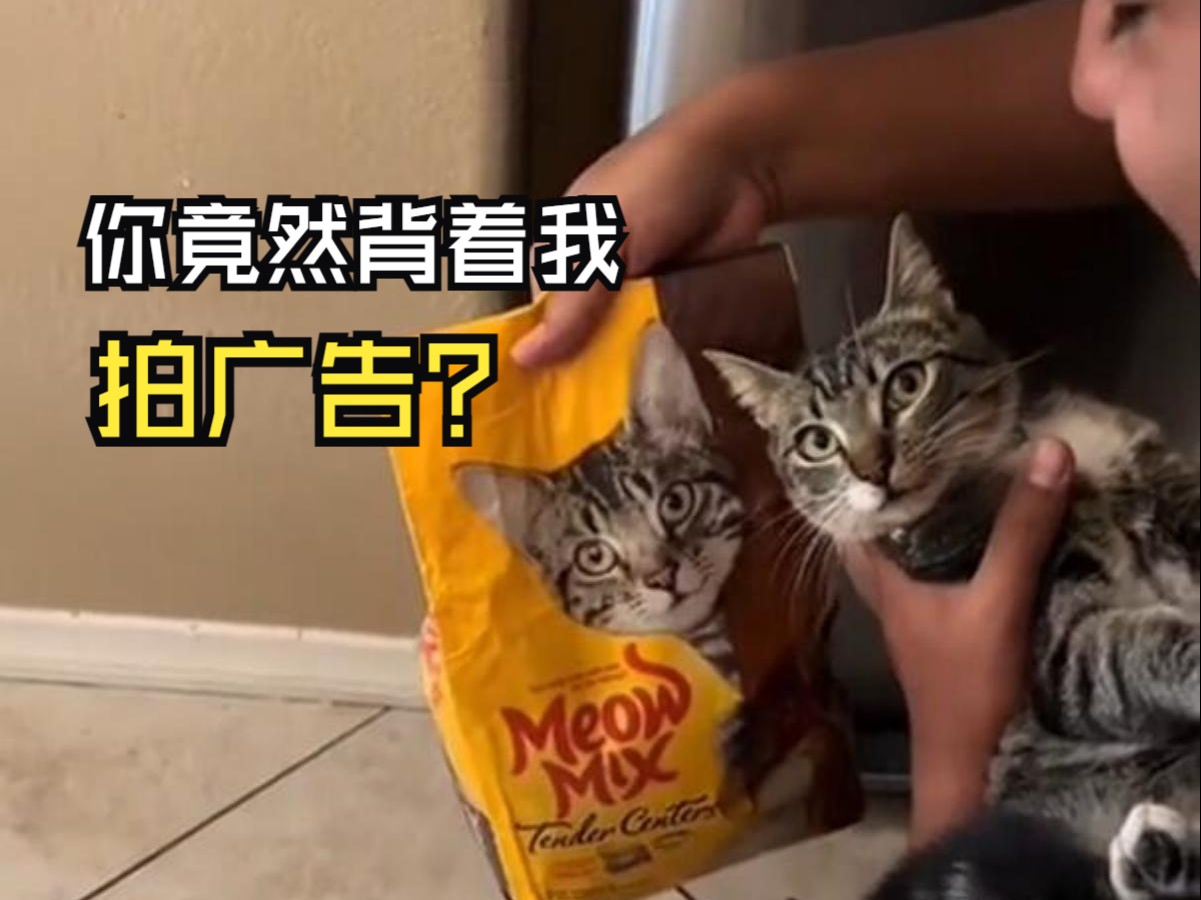 那些让人惊叹的动物视频！