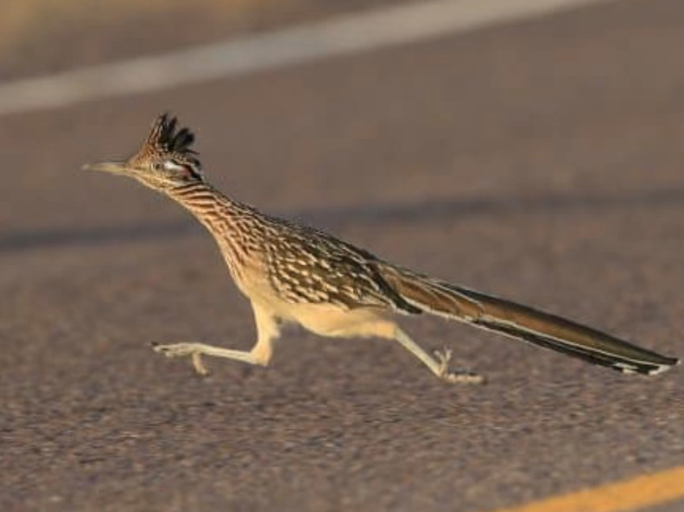 走鹃：一只博尔特都追不上的走地鸡。