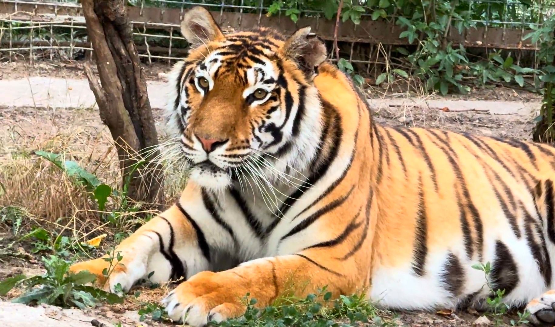 母老虎：你竟敢凶我，倒反天罡！