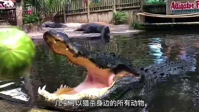 363. 人类的禁区，亚马逊雨林究竟有多恐怖？他到底隐藏着什么秘密？