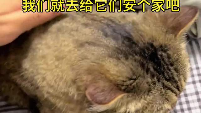 小流浪也要跟有点灰一样温暖地