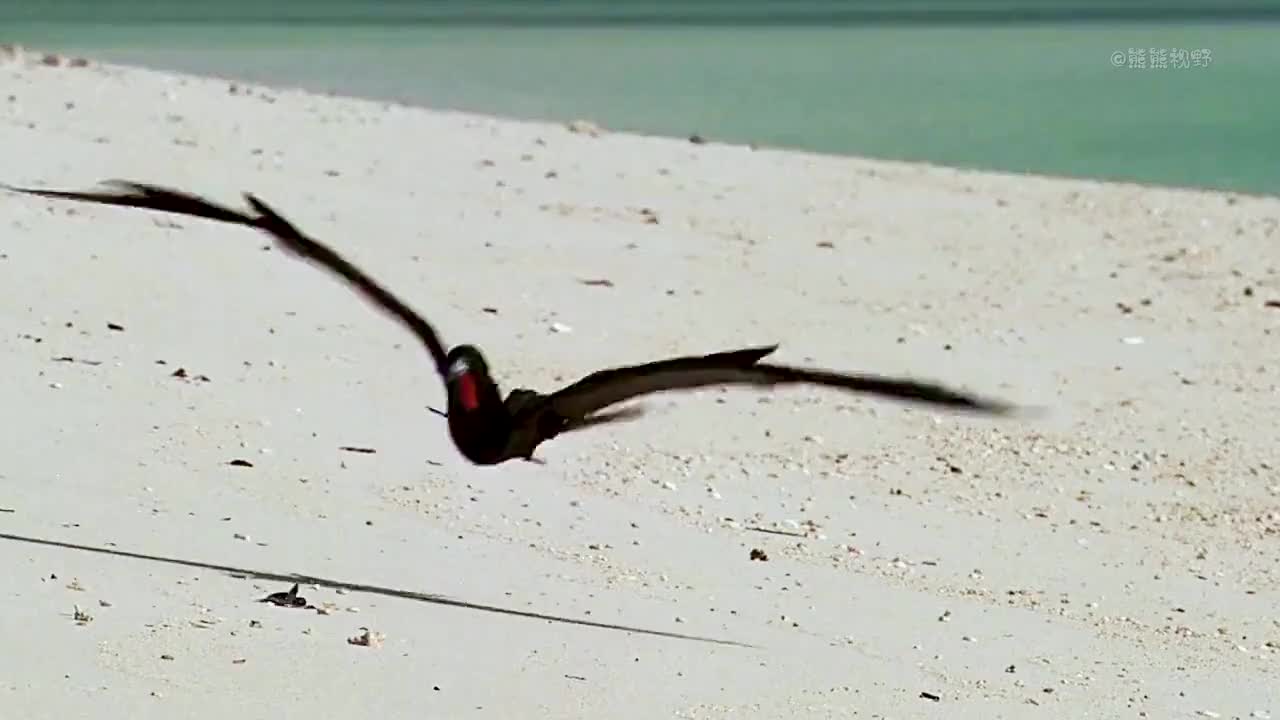 小海龟破壳而出奔向大海，或许是起点或许也是终点