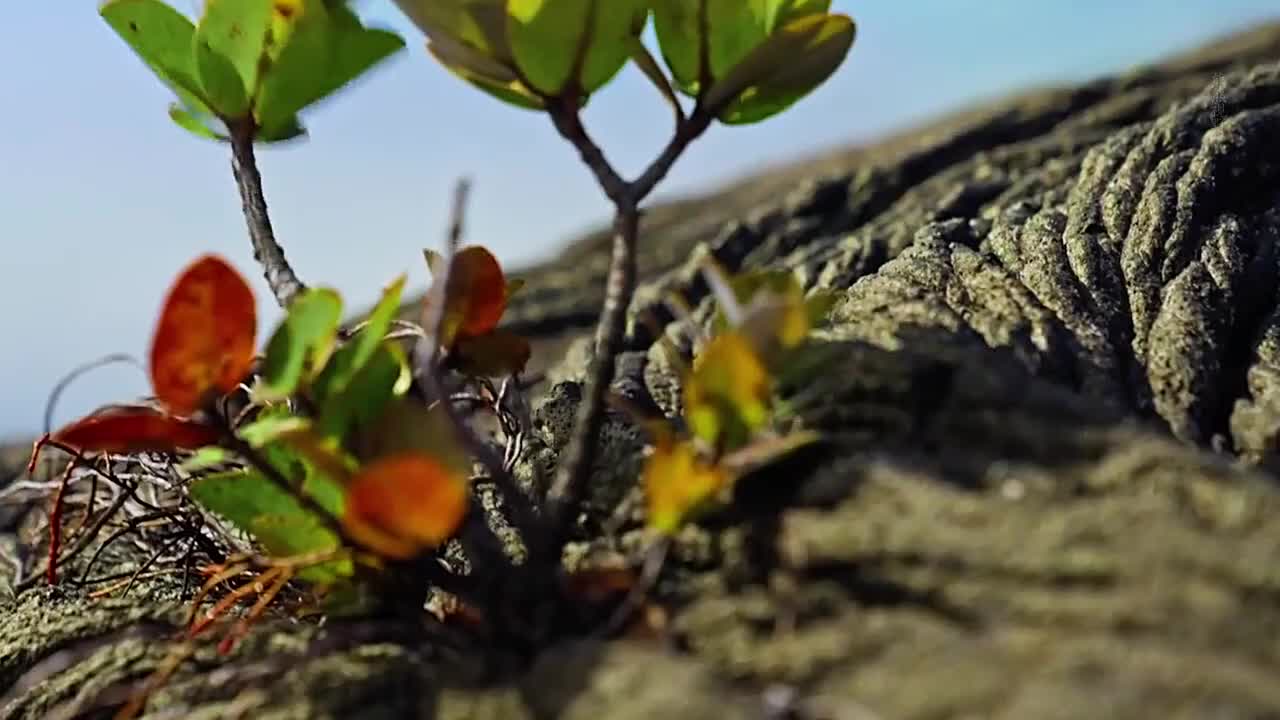 顽强的植物，总能在恶劣的环境中茁壮成长