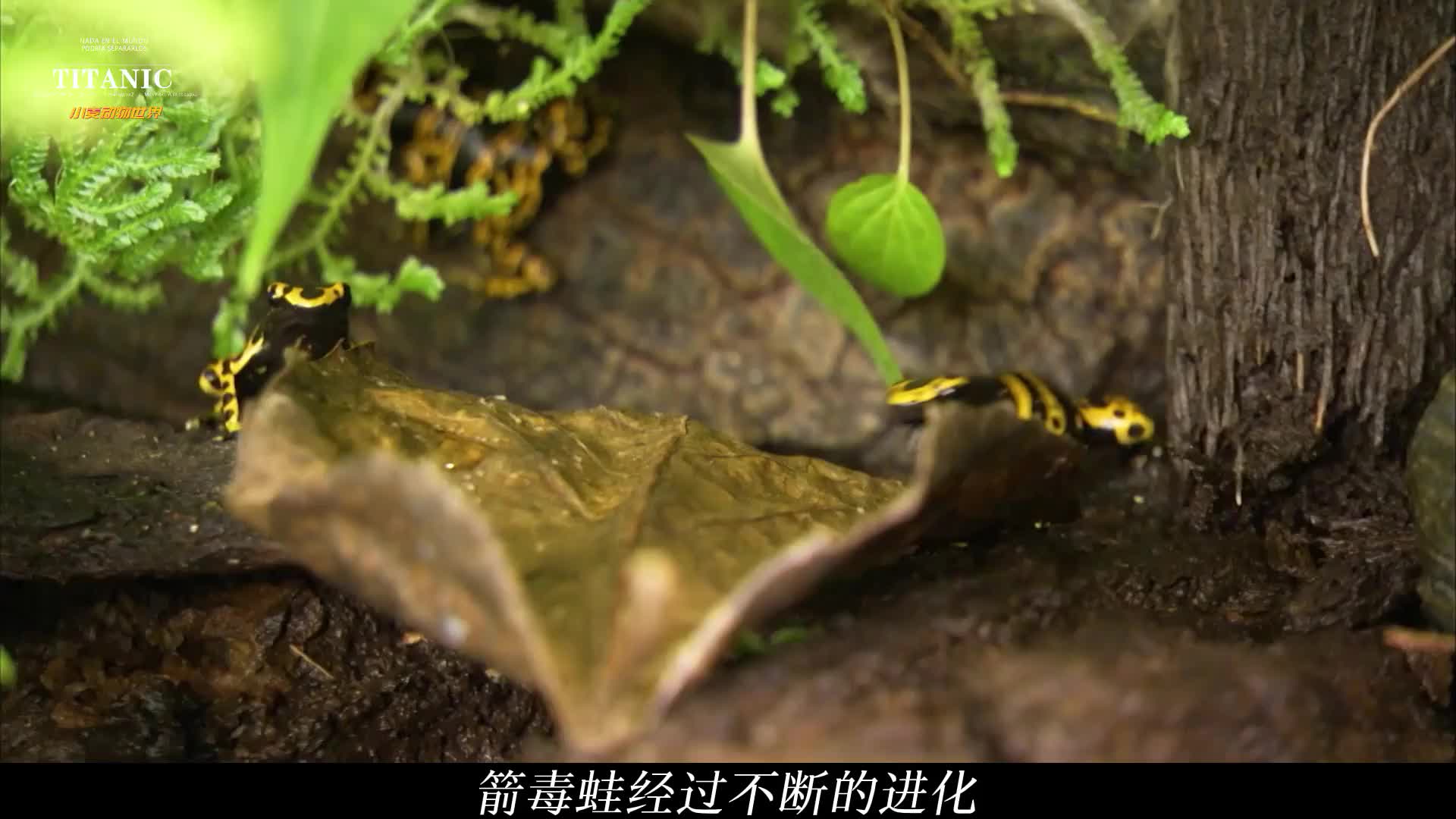 雨林中的舞者——霓虹般闪亮的体色—请远离它