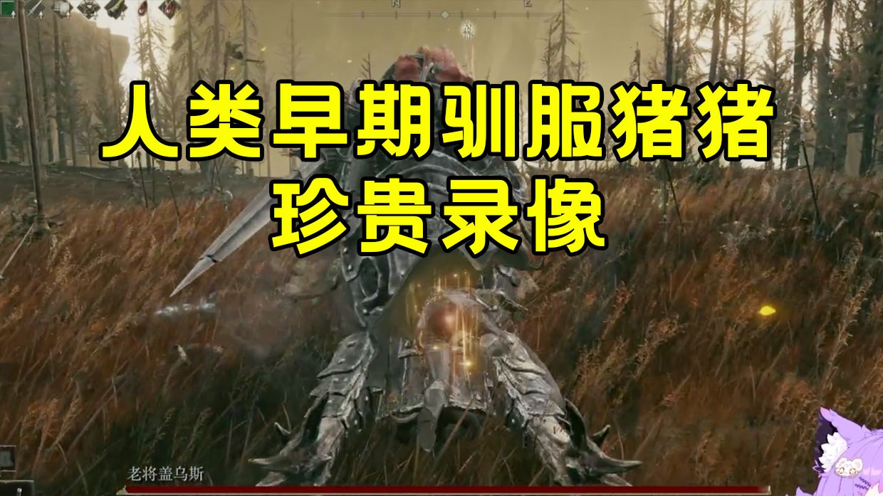 每天不被猪拱一下 真的是浑身难受！！ 单人无骨灰【法环DLC】