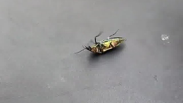 小时候见过吧？