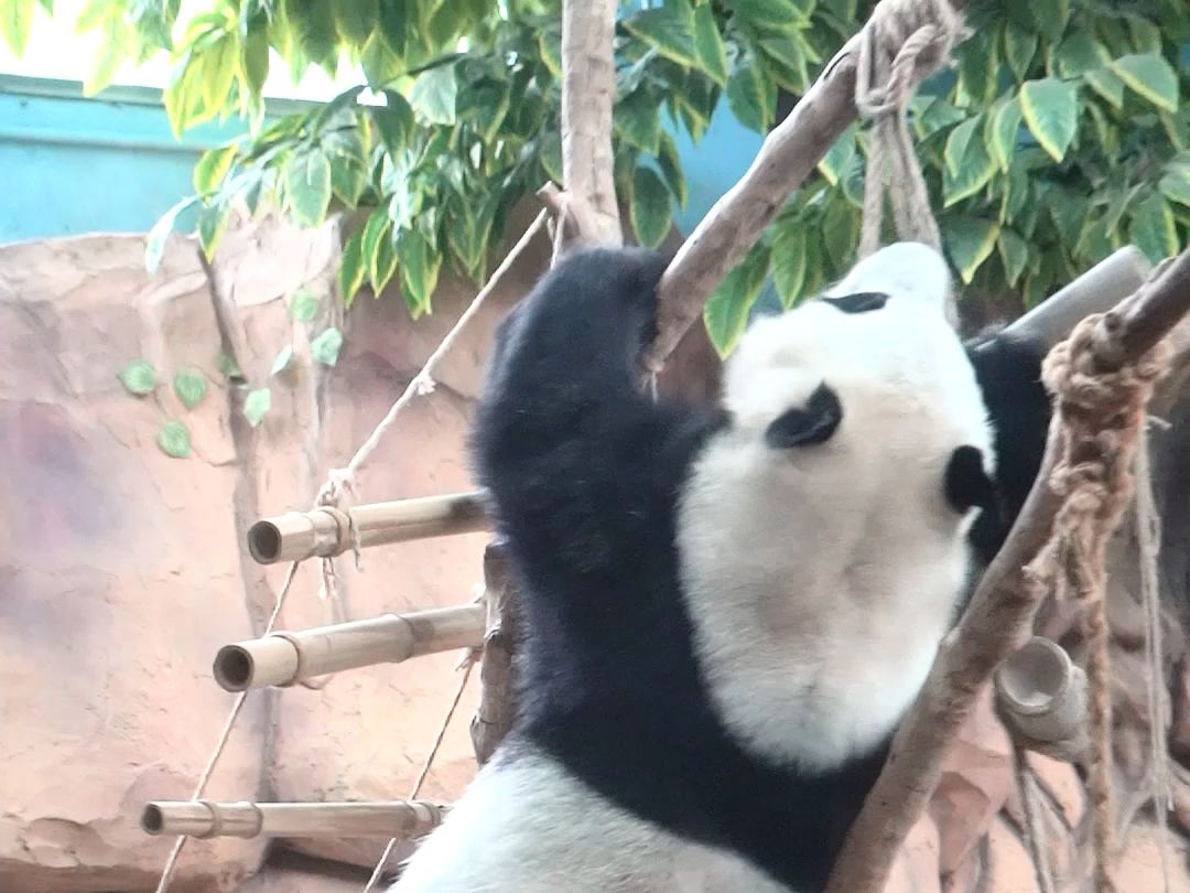 穿上黑手套，星师傅又开始了一天的忙碌