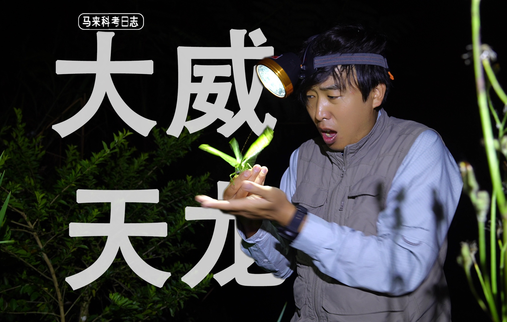 昆虫界的巨无霸，南方朋友的家乡小宠物