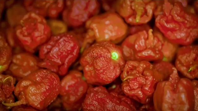 372. 世界上最辣的五种辣椒到底有多辣，第一种堪比生化武器