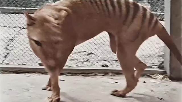 375. 有可能被复活的四种远古生物都有哪些，你一定意想不到，一定要看到最后