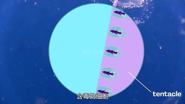 376. 这种海洋中的恐怖杀手，竟然会钓鱼？