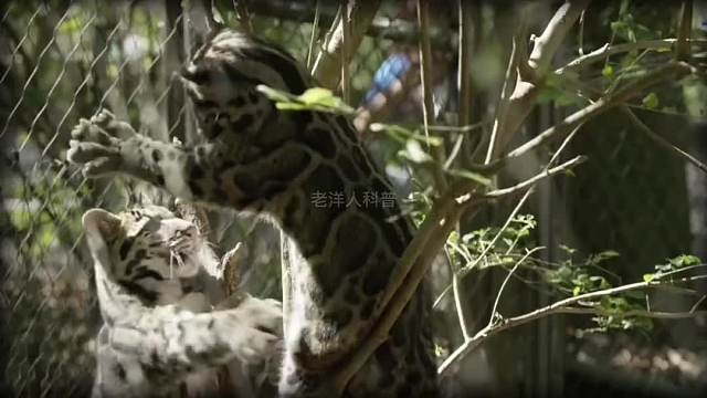 377. 这绝对是你一生从未见过的珍稀动物，最后一个它们仅与人类相处了27年。