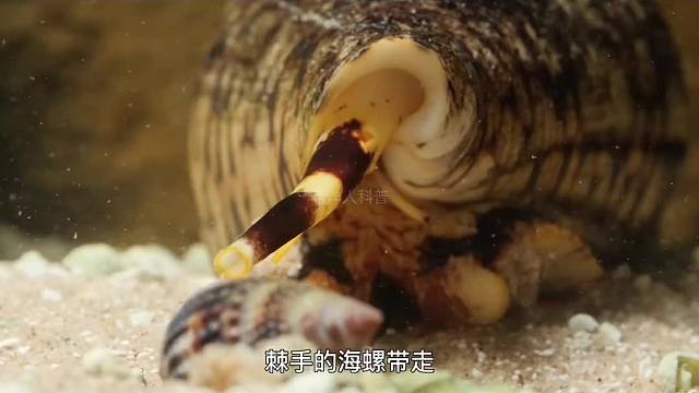 382. 坚决不能碰的生物，否则小名不保，连动物园都不敢收。