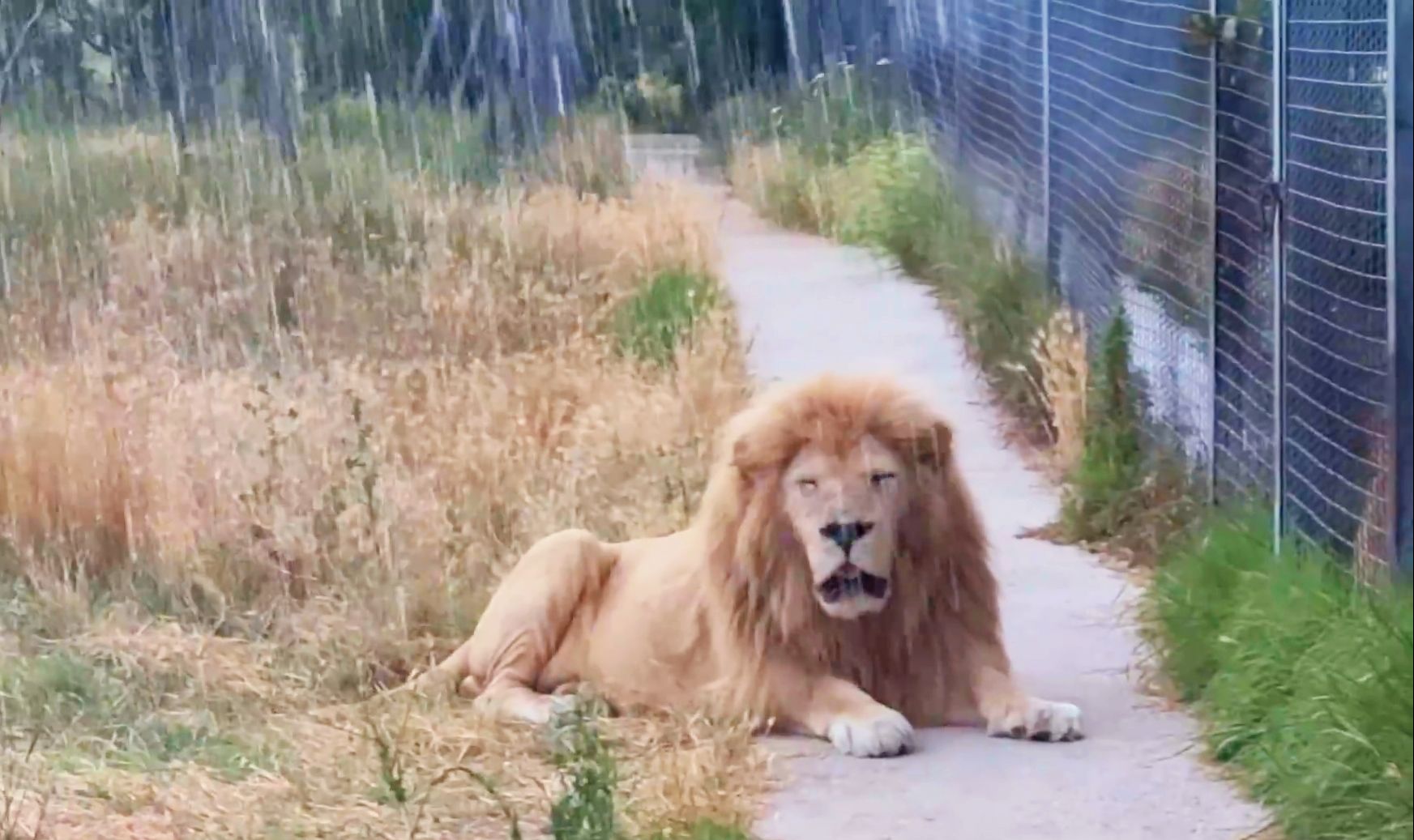 白狮子：就让这大雨全都落下……