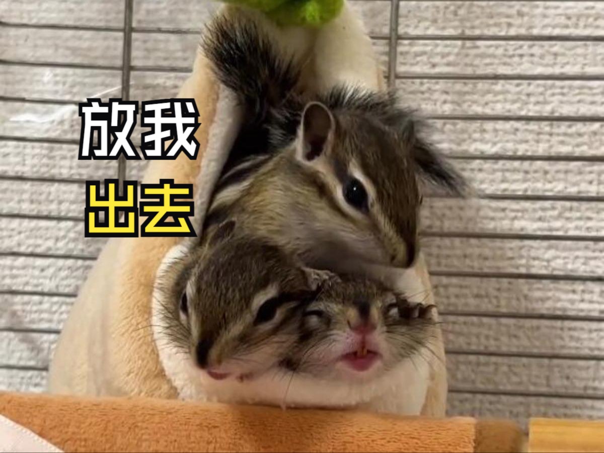 那些有爱的动物视频！