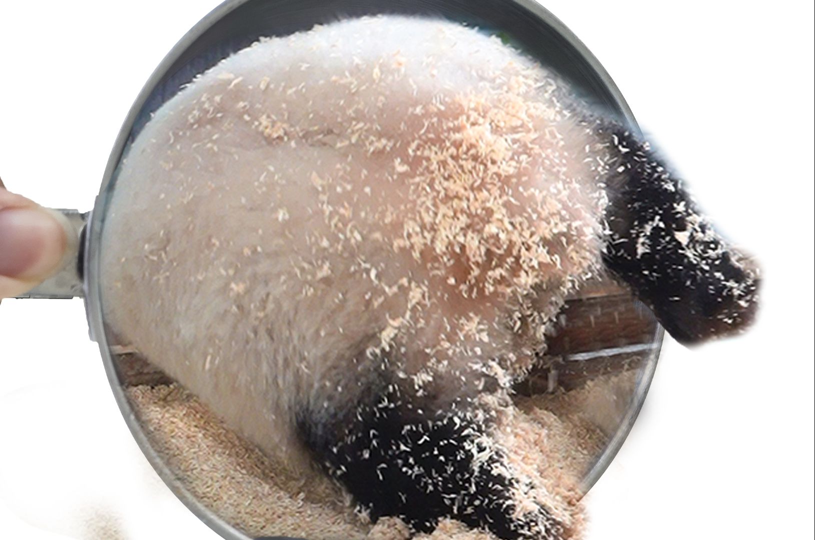 新鲜出炉的熊打滚，有人要吗~