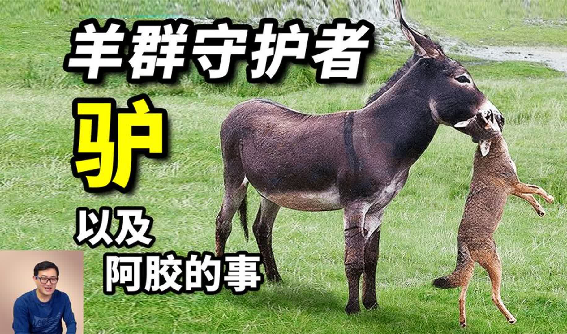 驴：守卫羊群的暴脾气，非洲鬣狗克星！用驴皮做阿胶，问题在哪？