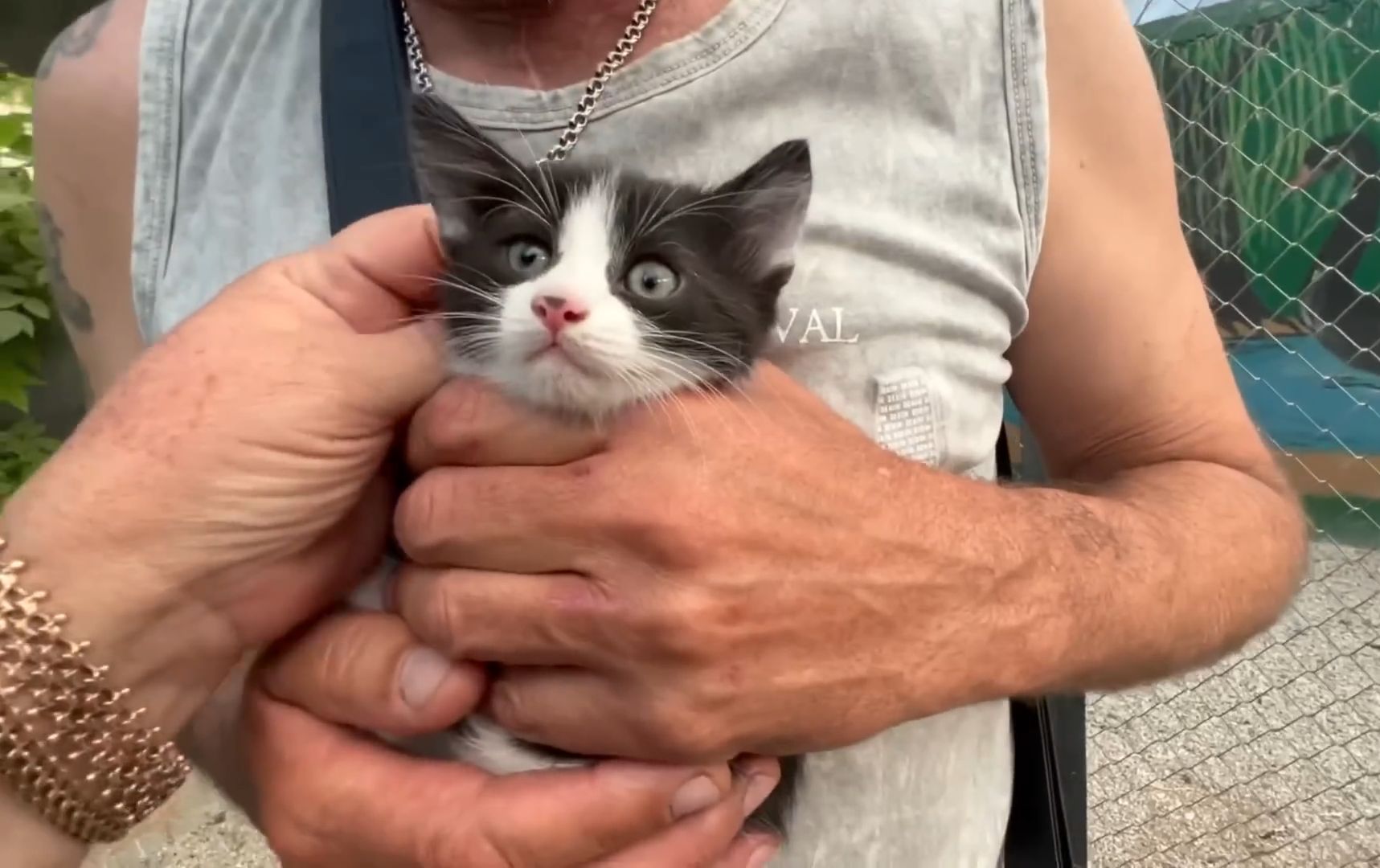 今天来绑架小猫了