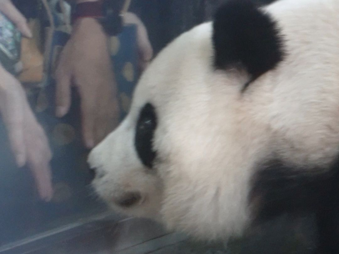 一场人与熊的双向奔赴（星语星愿十岁啦）