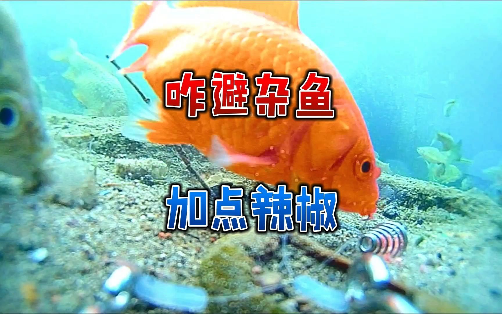 夏季高温杂鱼太猖狂，商品饵咋有效避杂鱼？只需一味调料即可