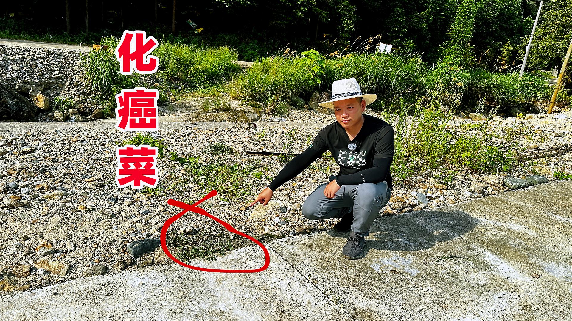 鱼池边上不起眼的“化癌菜”，其实是农村常见的马齿笕，都看看吧