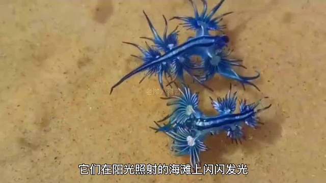 389. 世界上长相怪异奇特的生物你见过几个，第一个颠覆你的认知