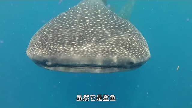 391. 你知道世界上最大的海洋生物都有哪些吗？第一种你绝对没见过。