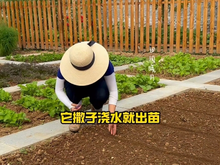 沙窝萝卜赛鸭梨，秋天您可别忘了种！