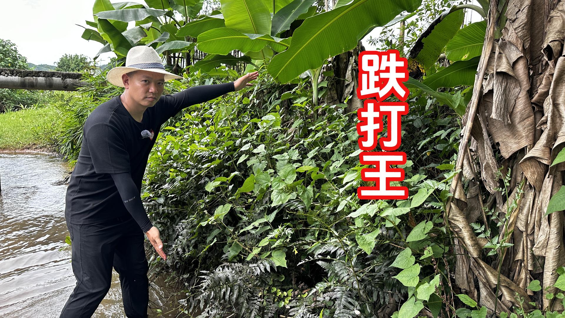 河边发现几棵“跌打王”，很多人都还不认识，拍给大家看一下