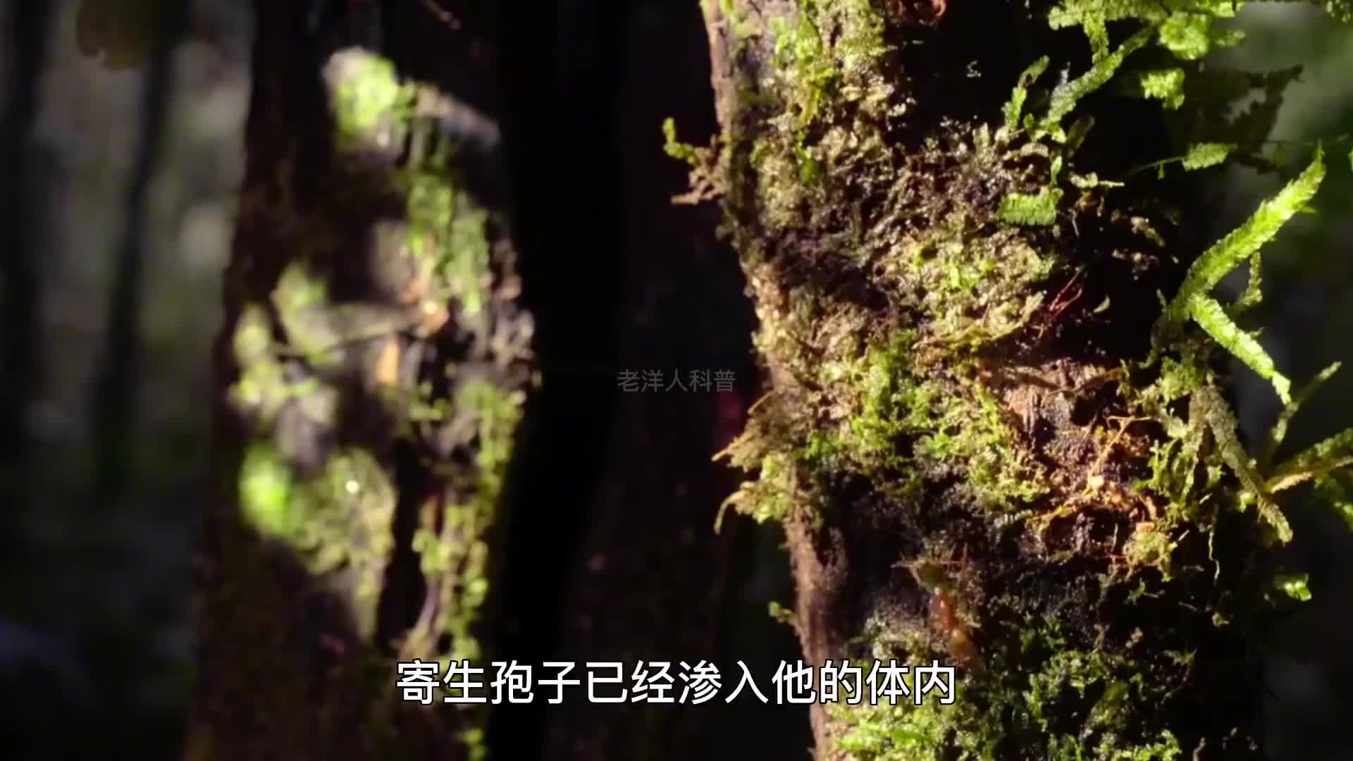 395. 虫草的形成过程令人不寒而栗，僵尸真菌到底有多恐怖？
