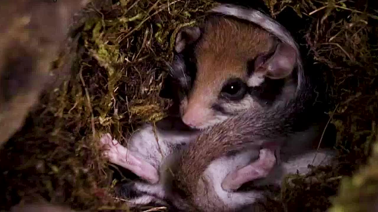 睡鼠睡到天荒地老，5年的寿命睡了3.7年