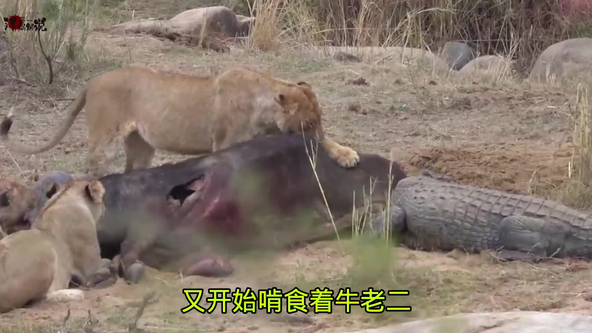 鳄鱼皮鞋抢夺吃牛肉