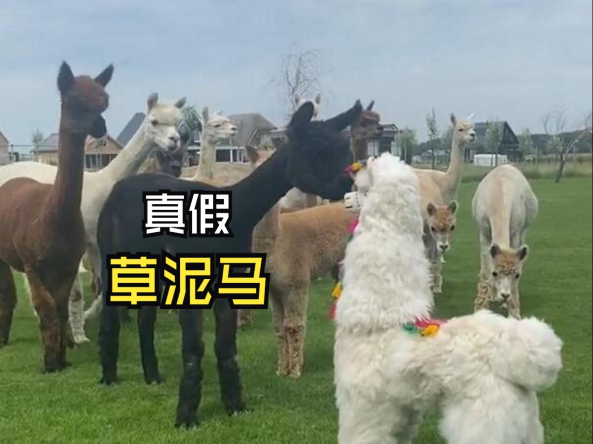 那些出人意料的动物视频！