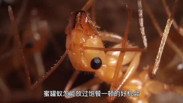 397. 你见过像糖果一样五彩斑斓的蚂蚁吗？想不想来上一口